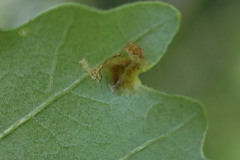 Aceria querci