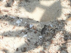 Cicindela punctulata