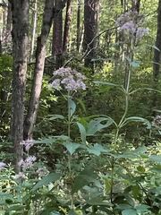 Eutrochium purpureum