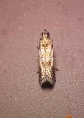 Chararica hystriculella