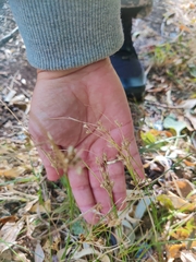 Juncus tenuis