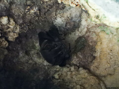 Artibeus jamaicensis