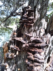 Phellinus igniarius