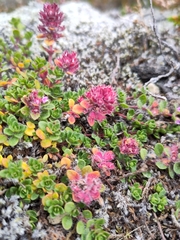 Thymus praecox britannicus