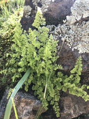 Adiantum excisum