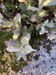 Salix lanata