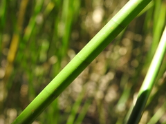 Machaerina articulata