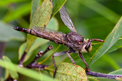 Proctacanthus philadelphicus