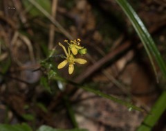 Hypericum drummondii