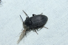 Blapstinus