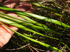 Machaerina rubiginosa