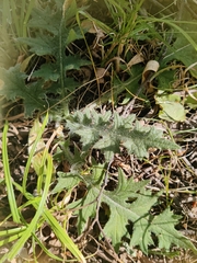 Cirsium vulgare
