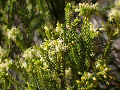 Image of Passerina obtusifolia by (c) Ren Hoekstra, some rights reserved (CC BY)