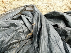 Acrotylus insubricus