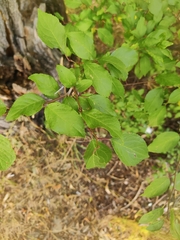 Prunus spinosa