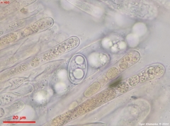 Adelphella