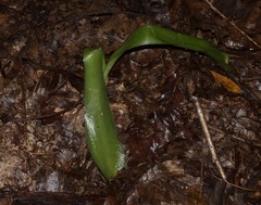 Hymenocallis occidentalis