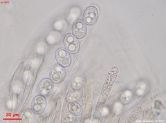 Adelphella