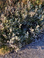 Salix lanata
