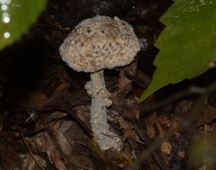 Amanita abrupta