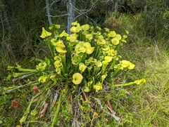Sarracenia flava