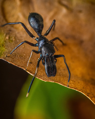 Myrmarachne macaulayi