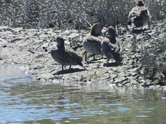 Anas crecca carolinensis