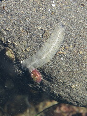 Enchiridium punctatum