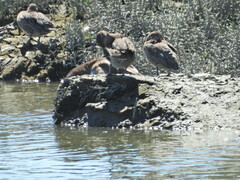 Anas crecca carolinensis