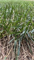 Poa pratensis