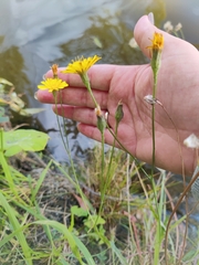 Scorzoneroides autumnalis