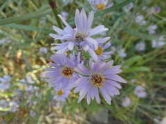 Erigeron speciosus