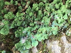 Plagiochasma rupestre