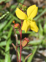 Ludwigia maritima