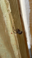 Parasteatoda tepidariorum