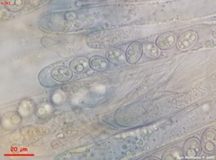 Adelphella