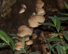 Crepidotus crocophyllus