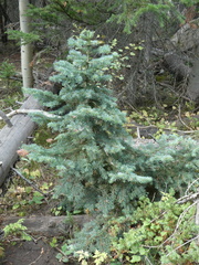 Abies lasiocarpa