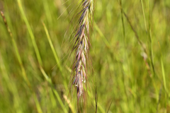 Elymus diversiglumis