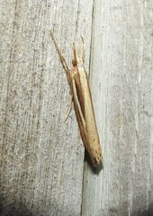 Orocrambus ramosellus