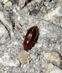 Harpalus gravis