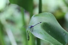Micrathyria aequalis