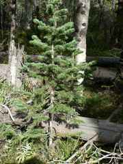Abies lasiocarpa