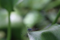 Micrathyria aequalis