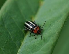 Disonycha glabrata