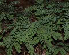 Adiantum pedatum