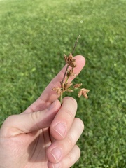 Schoenoplectus acutus