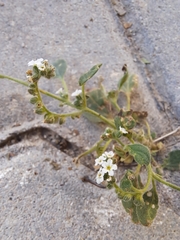 Heliotropium