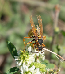Polistes aurifer