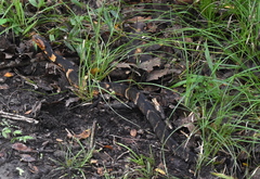 Nerodia fasciata confluens